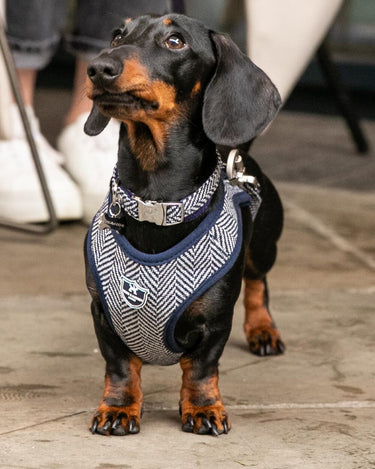 Tweed Metal Buckle Dog Collar - Navy Herringbone Lifestyle