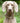 Tweed Metal Buckle Dog Collar - Caramel Checked Herringbone Lifestyle
