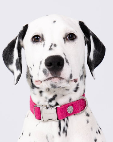 Pink Luxury Tweed Dog Collar Studio Shoot