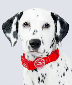 Waterproof Dog Collar - Red Studio Shoot