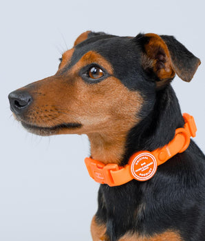 Waterproof Dog Collar - Orange Studio Shoot