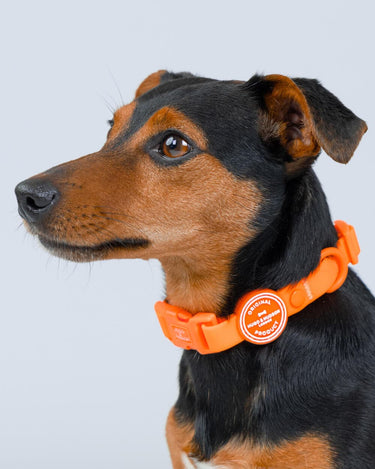 Waterproof Dog Collar - Orange Studio Shoot