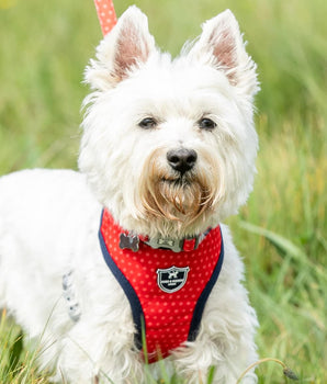 Fabric Dog Harness - Red and Coral Polka Dot Lifestyle