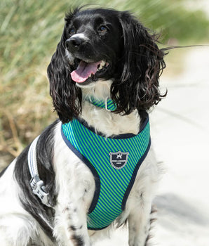 Fabric Dog Harness - Striped Navy and Green Lifestyle