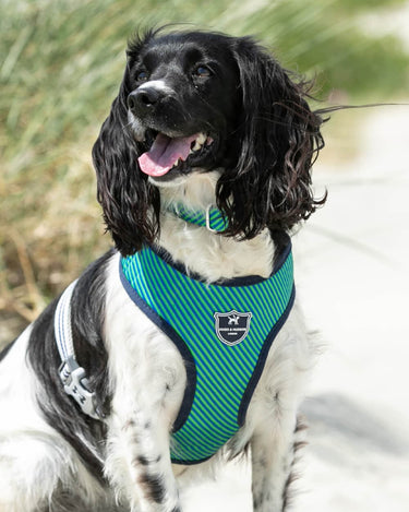 Fabric Dog Harness - Striped Navy and Green Lifestyle