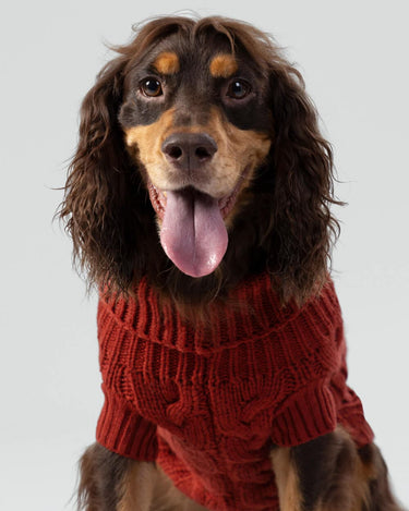 Cable Knit Pullover Dog Jumper - Brick Studio Shoot