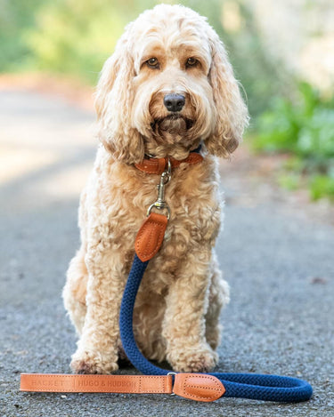 Navy Round Rope Dog Lead with Cognac Leather Lifestyle