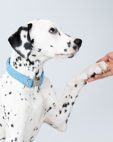 Blue Luxury Tweed Dog Collar Studio Shoot