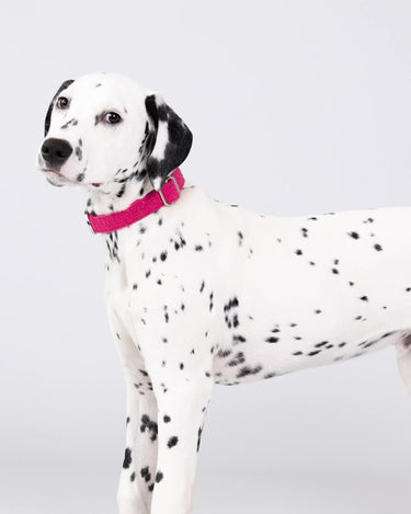 Pink Luxury Tweed Dog Collar Studio Shoot