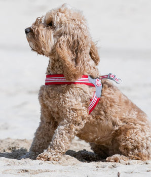 Easy Walk V Dog Harness - Red Lifestyle