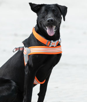 Easy Walk V Dog Harness - Orange Lifestyle