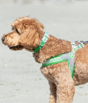 Easy Walk V Dog Harness - Green Lifestyle