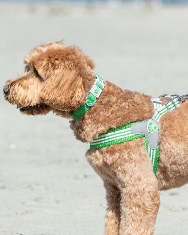 Easy Walk V Dog Harness - Green Lifestyle