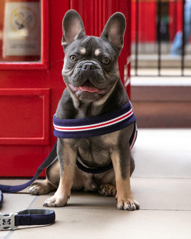 Easy Walk V Dog Harness - Navy Lifestyle