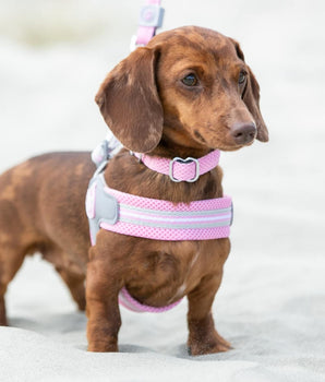 Easy Walk V Dog Harness - Pink Lifestyle