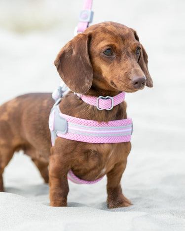 Easy Walk V Dog Harness - Pink Lifestyle