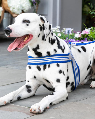 Easy Walk V Dog Harness - Royal Blue Lifestyle