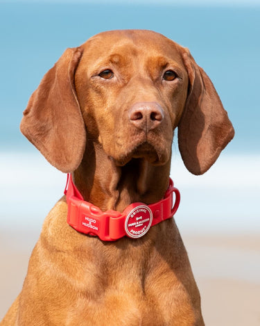 Waterproof Dog Collar - Red Lifestyle