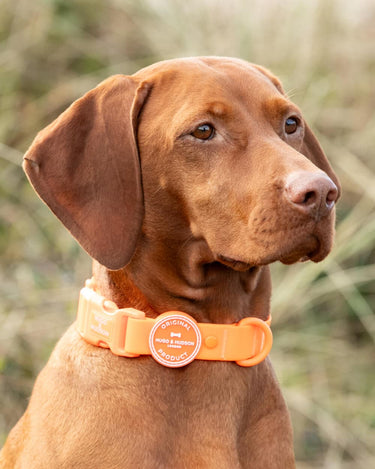 Waterproof Dog Collar - Orange Lifestyle