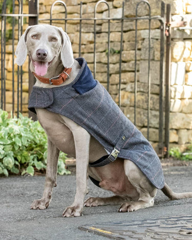 Grey Checked Herringbone Tweed Dog Jacket Lifestyle