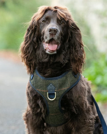 Dark Green Checked Herringbone Tweed Dog Harness Lifestyle