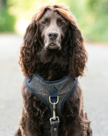 Grey Checked Herringbone Tweed Dog Harness Lifestyle