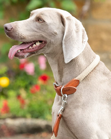 Natural Round Rope Dog Collar with Cognac Leather Lifestyle