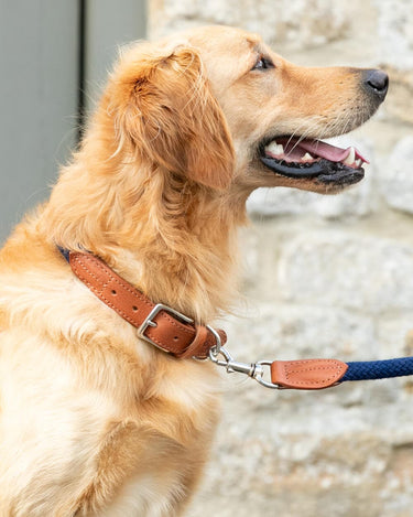 Navy Round Rope Dog Collar with Cognac Leather Lifestyle