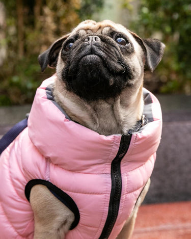 Pink puppy coat best sale