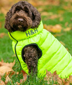 Reversible Dog Puffer Jacket - Green and Navy Lifestyle