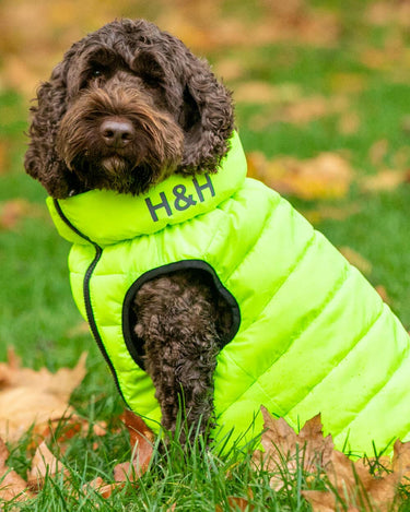 Reversible Dog Puffer Jacket - Green and Navy Lifestyle