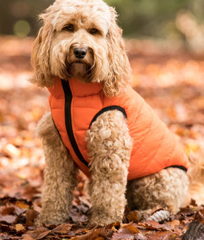 Reversible Dog Puffer Jackets Hugo Hudson London