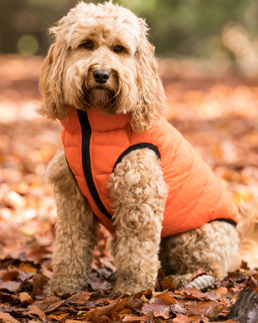 Reversible Dog Puffer Jacket - Orange and Navy Lifestyle
