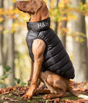 Dog in a jacket best sale