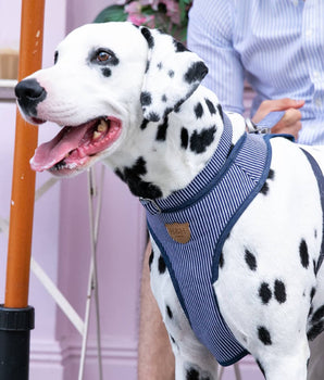 Fabric Dog Harness - Striped Navy Lifestyle