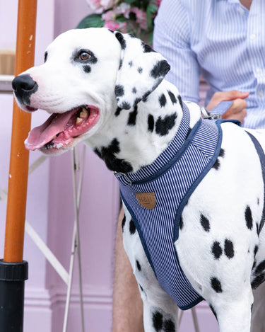 Fabric Dog Harness - Striped Navy Lifestyle