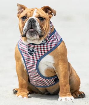 Fabric Dog Harness - Checked Navy and Red Lifestyle