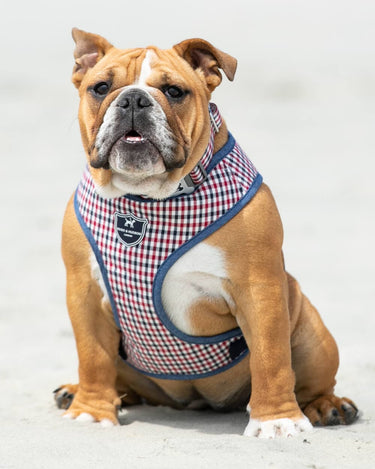 Fabric Dog Harness - Checked Navy and Red Lifestyle