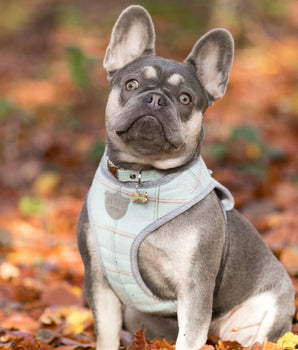 Tweed Dog Harness - Aqua Checked Lifestyle