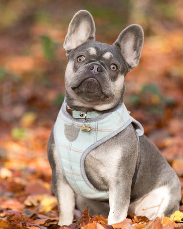 Tweed Dog Harness - Aqua Checked Lifestyle