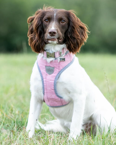 Tweed Dog Harness - Pink Checked Lifestyle