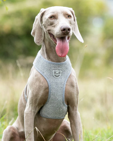 Tweed Dog Harness - Grey Herringbone Lifestyle