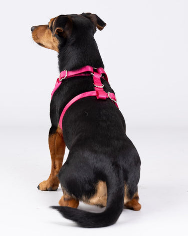 Pink Luxury Tweed Dog Harness Studio Shoot