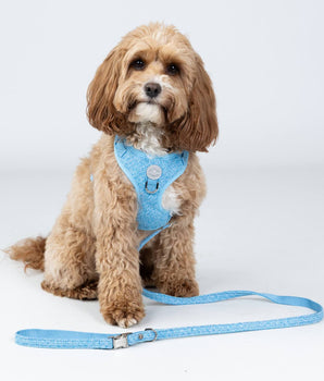 Blue Luxury Tweed Dog Lead Studio Shoot