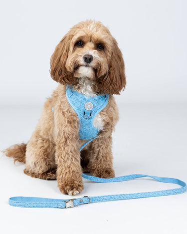 Blue Luxury Tweed Dog Lead Studio Shoot