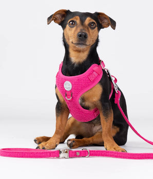 Pink Luxury Tweed Dog Lead Studio Shoot