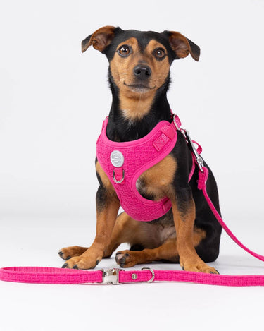 Pink Luxury Tweed Dog Lead Studio Shoot