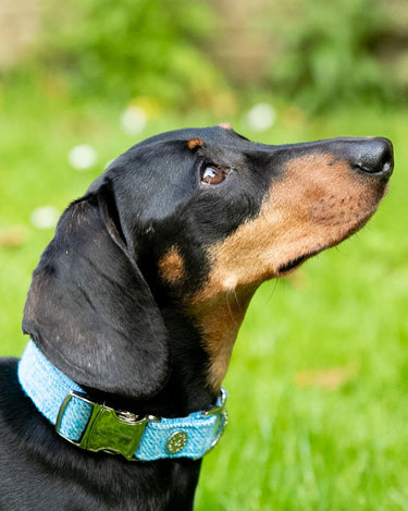 Blue Luxury Tweed Dog Collar Lifestyle