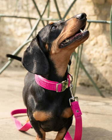 Pink Luxury Tweed Dog Collar Lifestyle