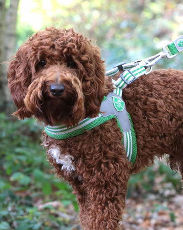 Easy Walk V Dog Harness - Green Lifestyle